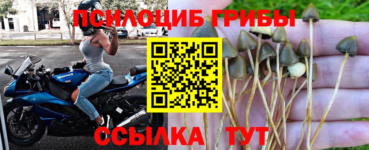 купить закладку  Псилоцибиновые грибы MAGIC MUSHROOMS  Карасук  Галлюциногенные грибы Magic Shrooms 